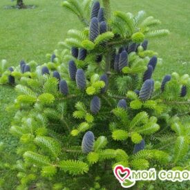 Пихта корейская (Abies koreana) в в Казани