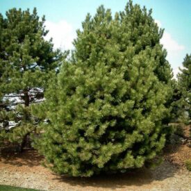 Сосна Чёрная (Pinus Nigra) в в Казани