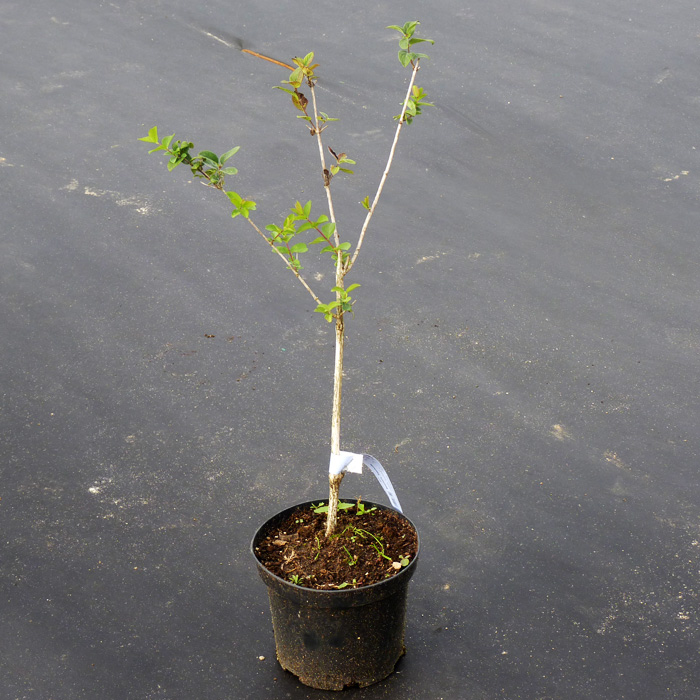 ЖИМОЛОСТЬ СЪЕДОБНАЯ БАКЧАРСКИЙ ВЕЛИКАН