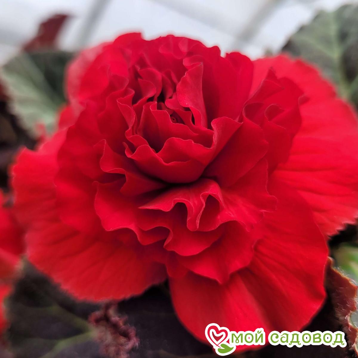 Бегония Нон-стоп Ред