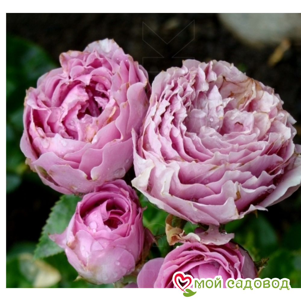 Роза Вайлд Момент